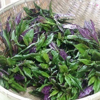 健康野菜　ハンダマ苗　おかわかめ苗　まとめ買いのチャンス