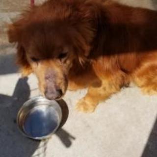 ゴールデンレトリバーの成犬です、血統書も、付いてます。北海道3年...
