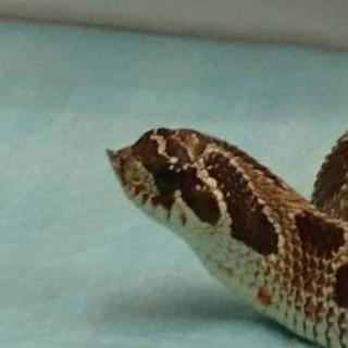 爬虫類仲間募集