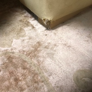 ソファ譲りますの画像