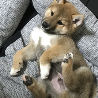 子犬の柴犬 - 町田