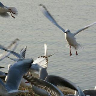 カメラ仲間募集 - 葛飾区