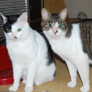 気のやさしい2歳の猫たちです。可愛がってくださる方、お願いします！