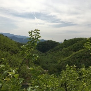 【時給1100円〜1350円】柿の摘蕾作業！【初心者大歓迎】週1〜でもOKの画像