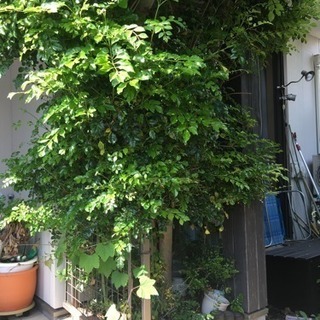 木の伐採を激安でしてくれる方 処分込