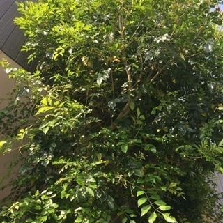 木の伐採を激安でしてくれる方 処分込 - 名古屋市