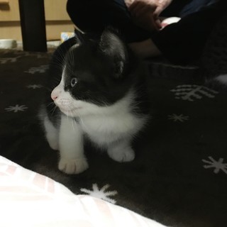 お願いします！！！子猫及び猫の里親募集致します！！！返信は必ず致...