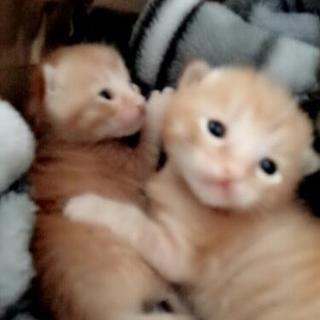 決まりました(^^)不都合あればまた再開します。