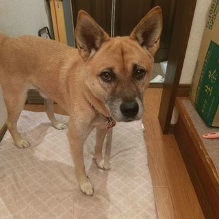 雄、5才位、保護犬の里親募集