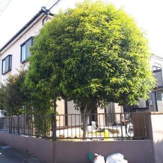 キンモクセイの木の間引き、剪定