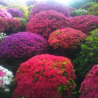 庭園巡り。季節の花の散策。