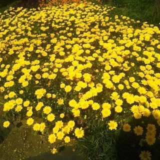 庭園巡り。季節の花の散策。 - 友達