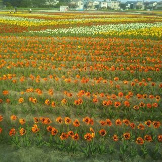 庭園巡り。季節の花の散策。 − 東京都