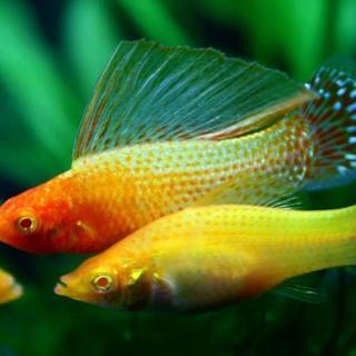 急募！熱帯魚　ゴールデンセルフィンモーリー