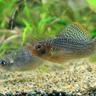 急募！熱帯魚　グリーンセルフィンモーリー