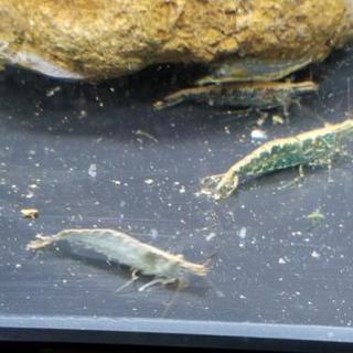 生き物好きな友達欲しいです。 - 御坊市