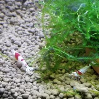 生き物好きな友達欲しいです。 - 友達