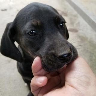 生き物好きな友達欲しいです。 - メンバー募集