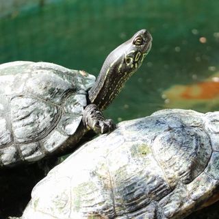 カメ（クサガメとミシシッピアカミミガメ）