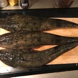 ☆仲間大募集☆ みんなで海で船釣り - 友達