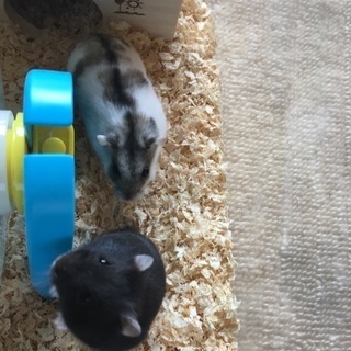 ジャンガリアン、パイド×ブラック