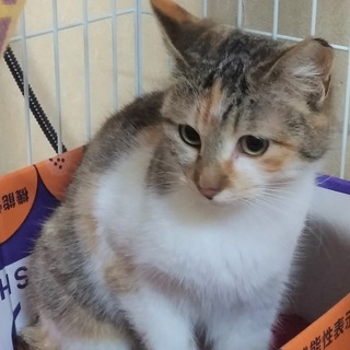 綺麗な三毛猫くびれちゃん♀１歳位