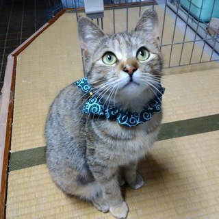 ナデナデOK！可愛いキジトラの女の子