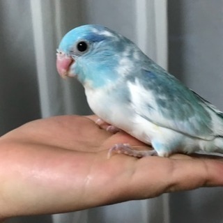 マメルリハインコの雛