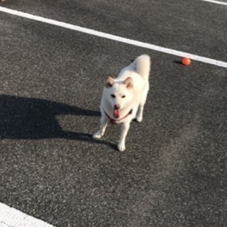 白い柴犬