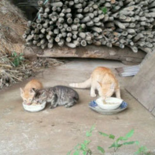 ★キャットフードお譲り下さい★印西・地域猫友の会 - 印西市