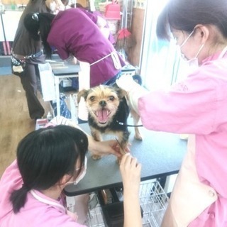 日曜フリータイム制トリミングコースが５月からスタート！神戸愛犬美...