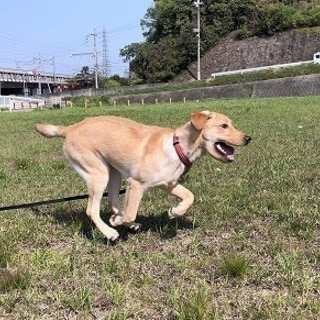日曜フリータイム制トリミングコースが５月からスタート！神戸愛犬美容専門学院 姫路校・神戸校の画像