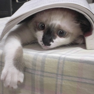 ペットシッター　ごんちゃん