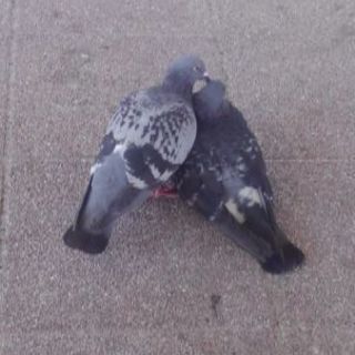 (横浜)カラオケサークルメンバー大募集！！