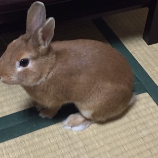 ウサギの里親様を募集します！