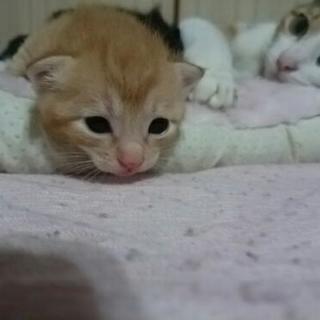 4月10日生まれの茶トラ