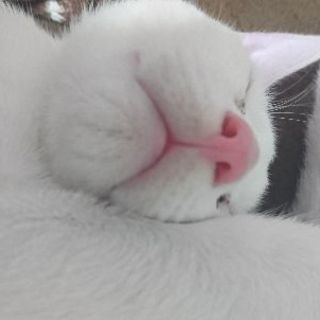 オフ会グルチャメンバー募集щ(ﾟдﾟщ)ｶﾓｰﾝ✨