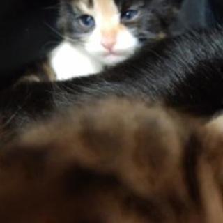 ご返信遅くなりますすみません4月2日産まれ仔猫3匹いますママ猫の...