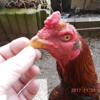 軍鶏の成体 (コッコちゃん) 四街道のその他の里親募集｜ジモティー