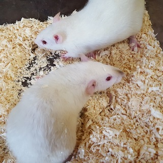 ファンシーラット　♀生後2か月半2匹　及び飼育用品一式