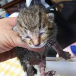 生まれたばかりの子猫の里親募集です。