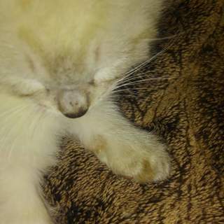 生後一か月の子猫四匹の里親募集しています。 - 黒石市