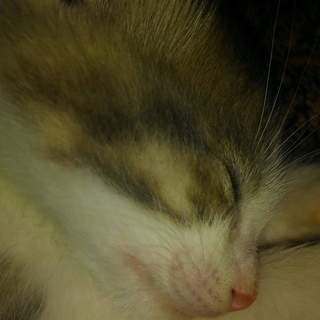 生後一か月の子猫四匹の里親募集しています。 - 猫