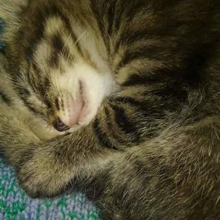 生後一か月の子猫四匹の里親募集しています。 − 青森県