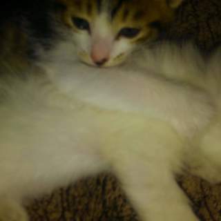 生後一か月の子猫四匹の里親募集しています。