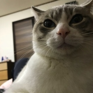 一歳のオスです。去勢してます。