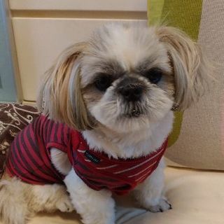 シーズー×チワワ１歳２ヶ月女の子の里親を探しています！