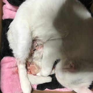 子猫の母親里親募集中です！