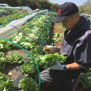 急募【早朝のお仕事】よこすか朝採りレタスの画像