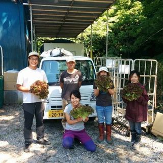 急募【早朝のお仕事】よこすか朝採りレタスの画像